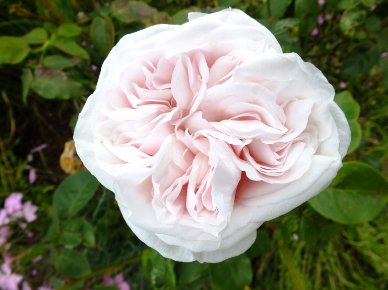 Souvenir de la Malmaison