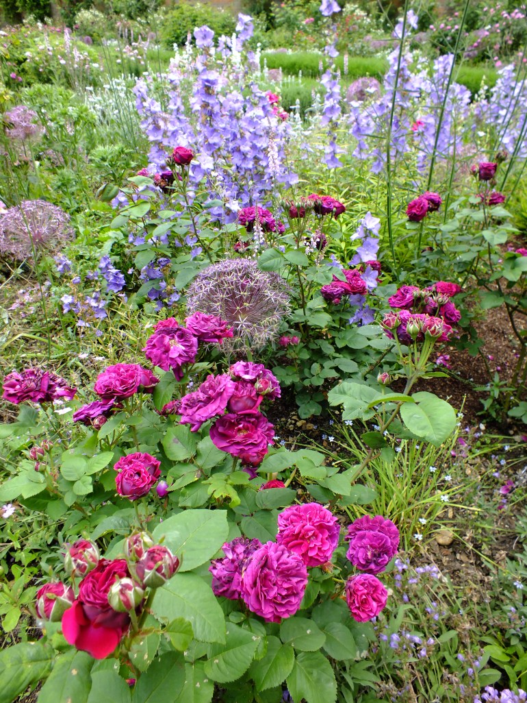 Gloire d'un enfant d'Hiram (Hybrid Perpetual 1899)