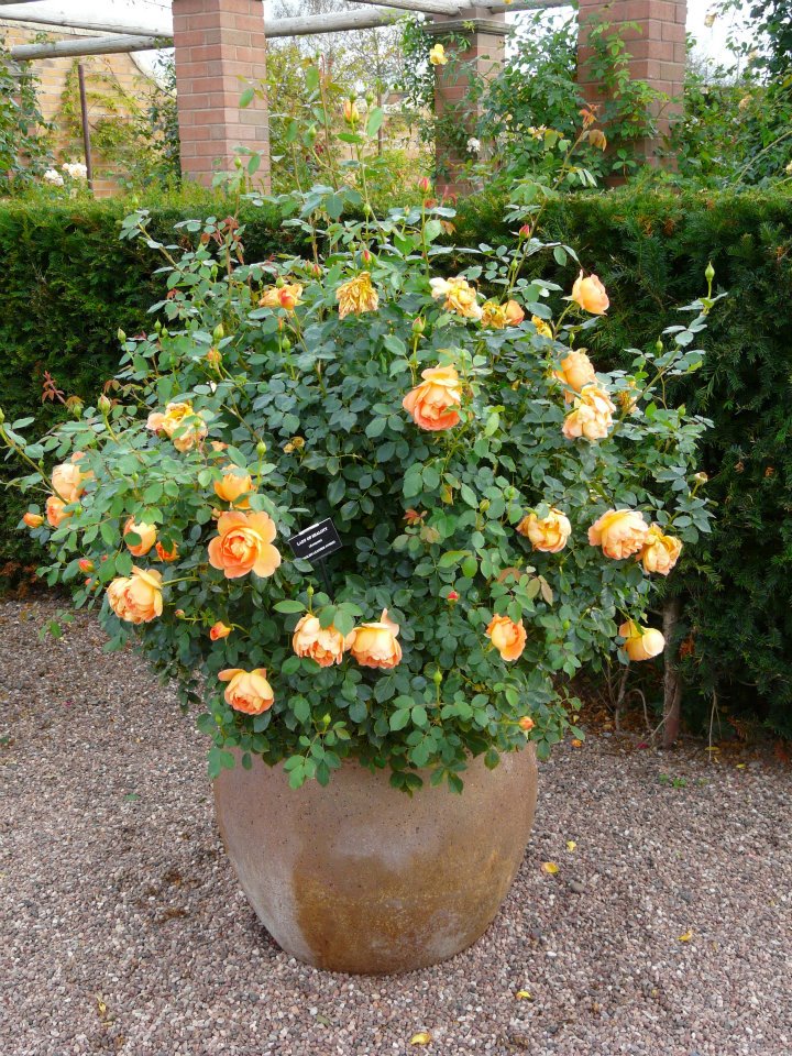 294790_268356746536612_309959802_n