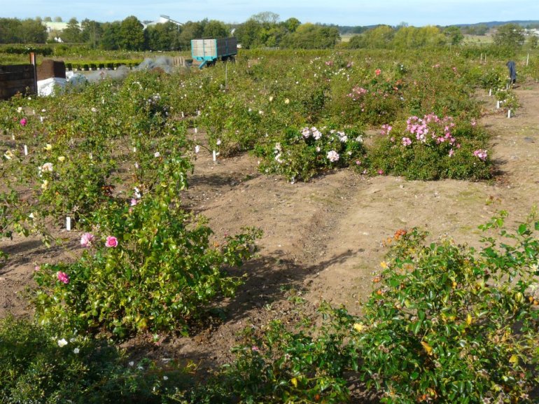 301240_268355556536731_1021773585_n