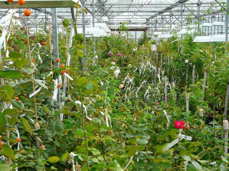 307248_268357119869908_1519178739_n