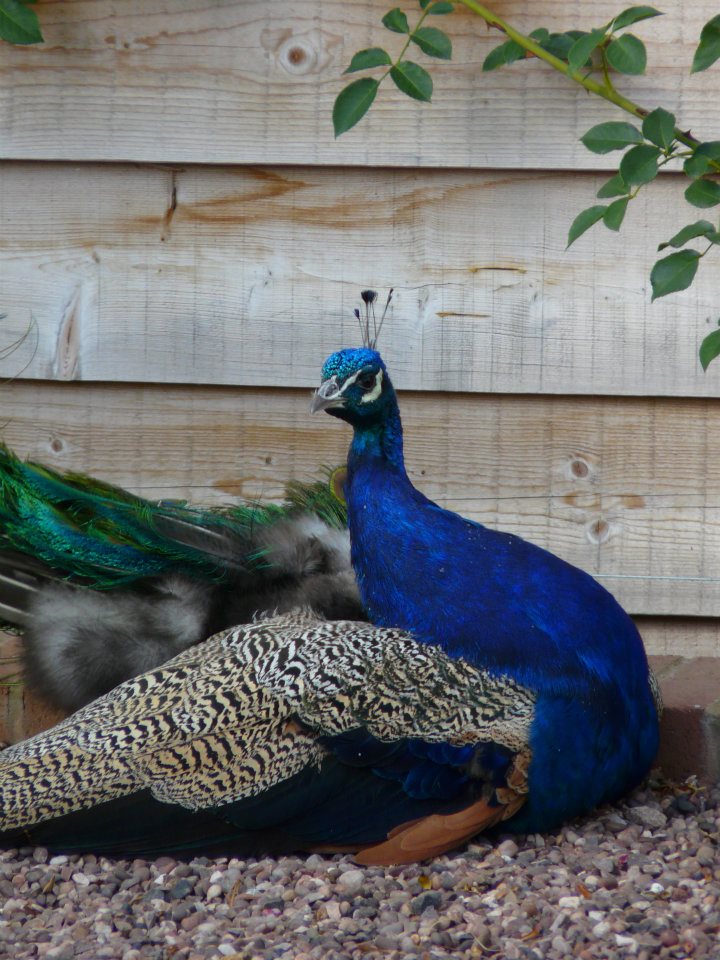 321665_268356473203306_380446604_n