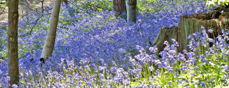bluebells
