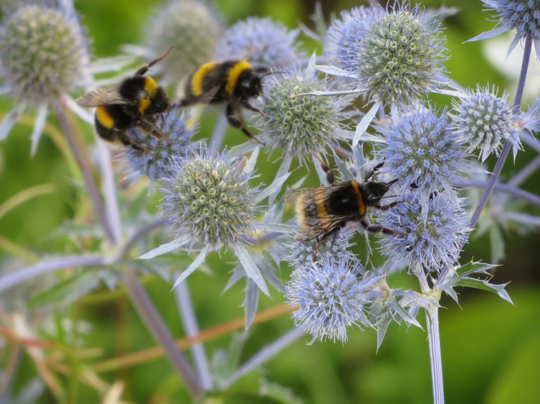 eryngium cool blue