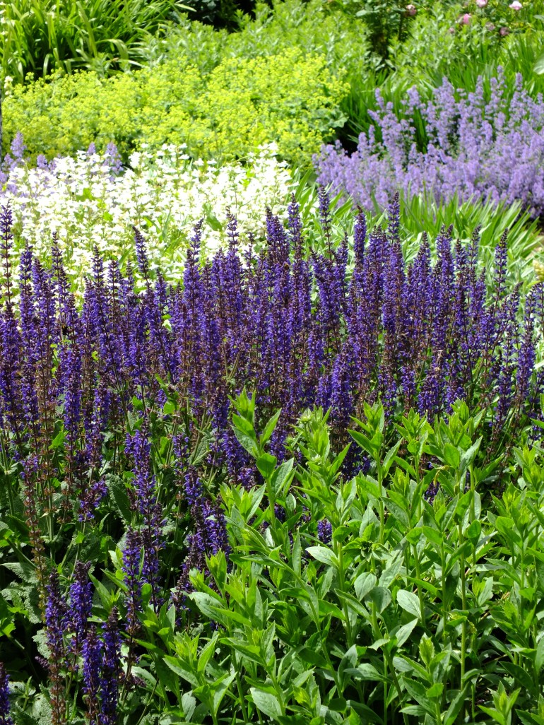 salvias blue white mottisfont