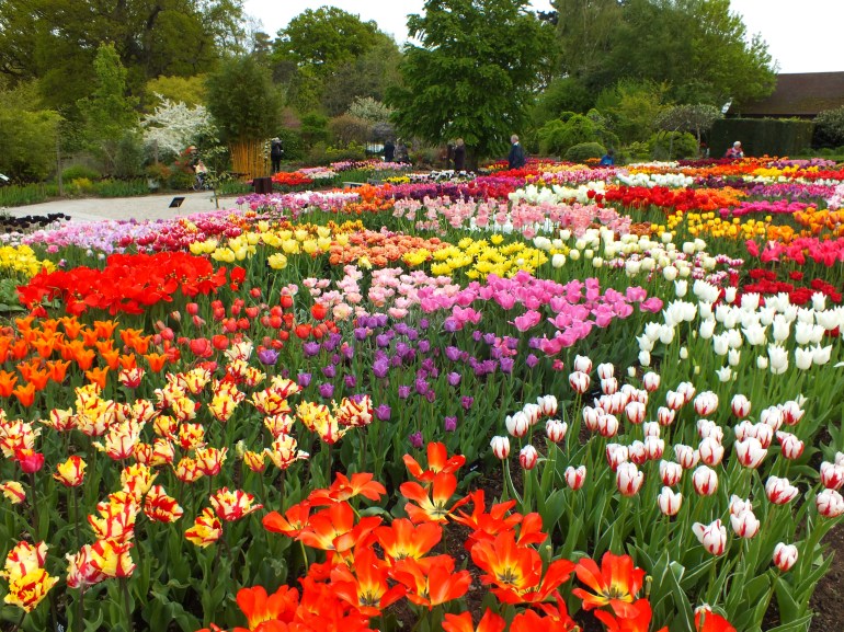tulips wisley mixed