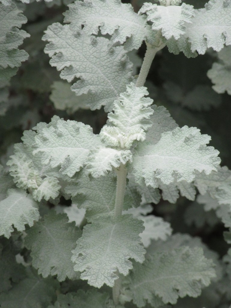 Buddleja glomerata Silver Service