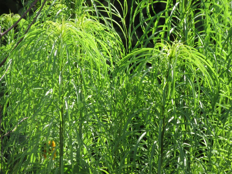 Helianthus salicifolius