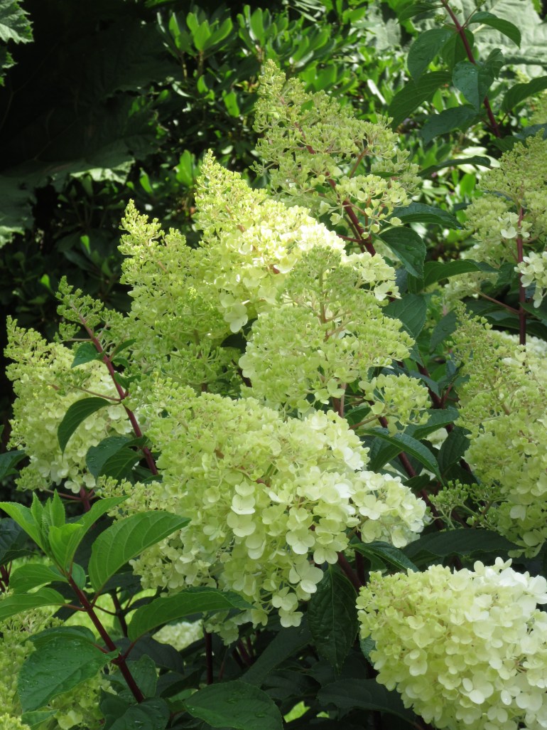 Early Hydrangeas at RHS Wisley – a tour through the meandering paths on ...