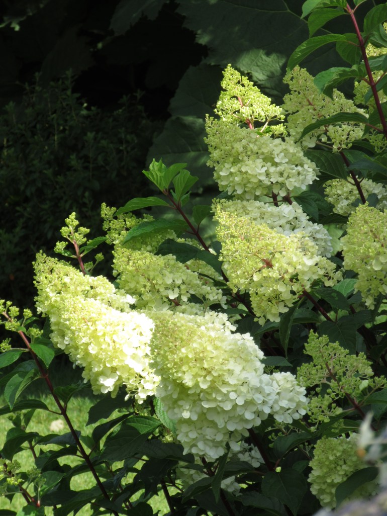 Early Hydrangeas at RHS Wisley – a tour through the meandering paths on ...
