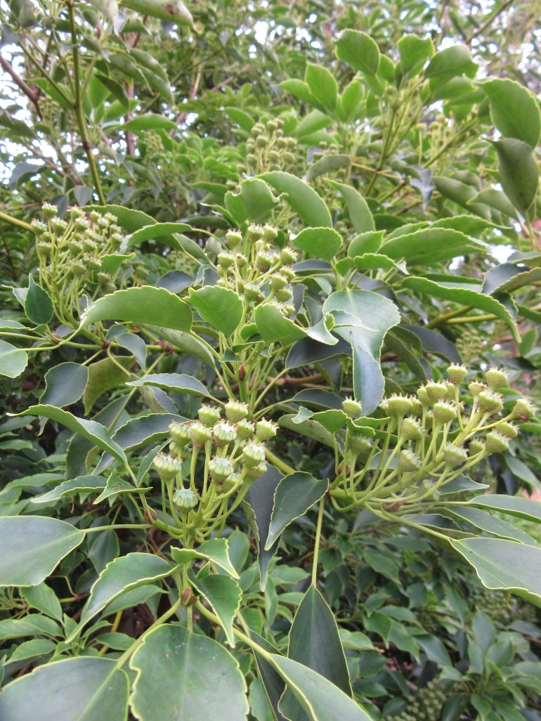 Trochodendron aralioides