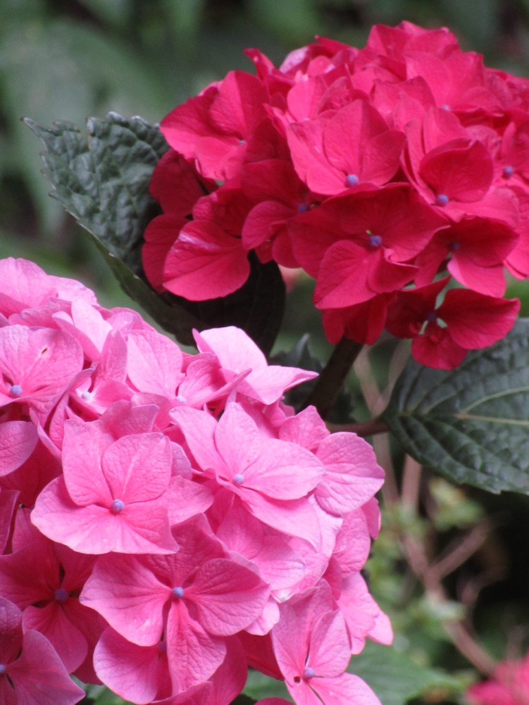 Early Hydrangeas at RHS Wisley – a tour through the meandering paths on ...
