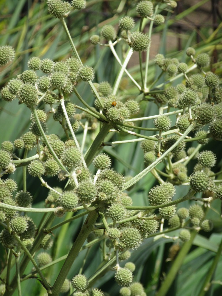 Eryngium eburneum