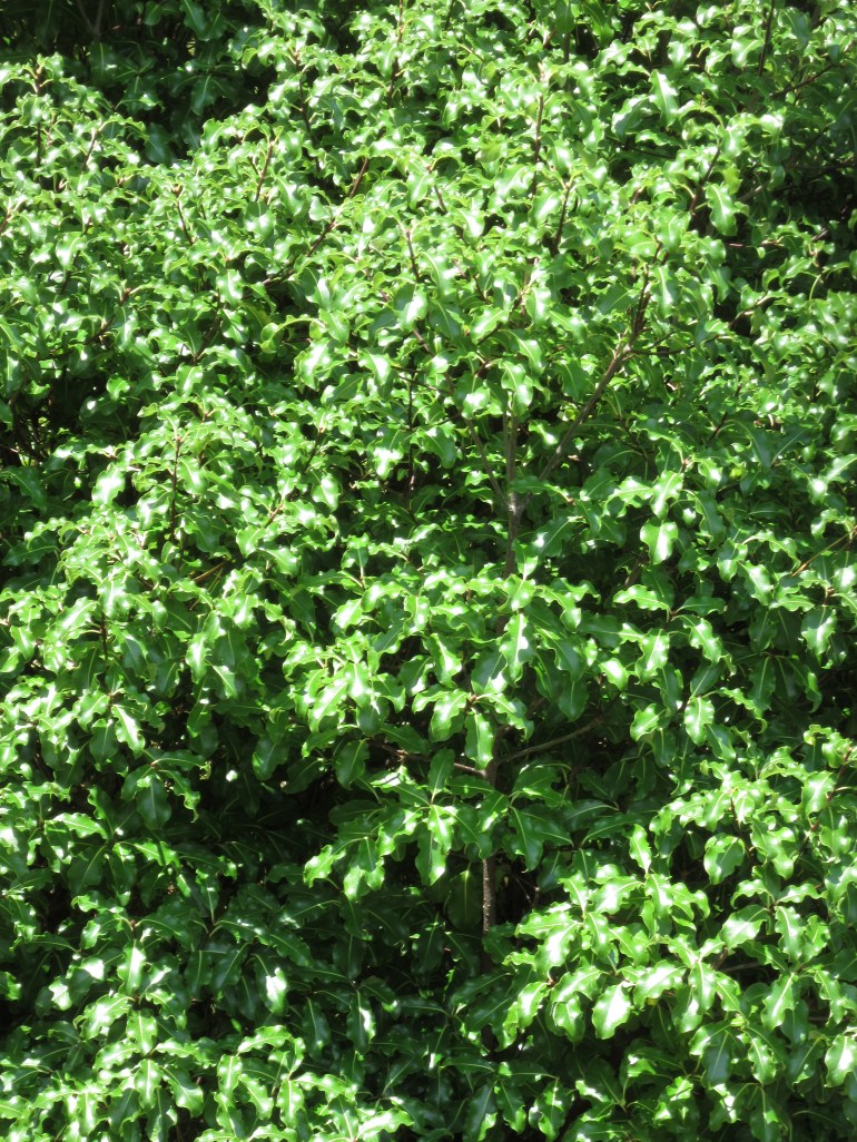 Pittosporum tenuifolium Abbotsbury Gold