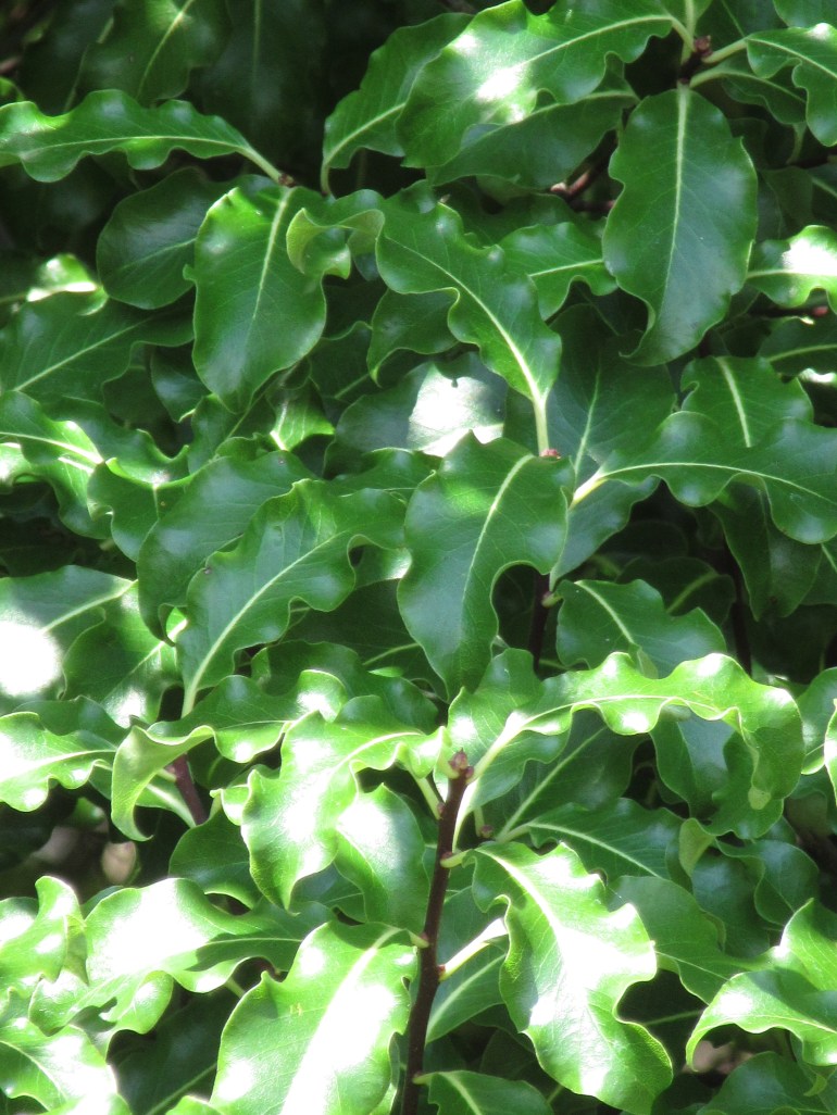 Pittospurorum tenuifolium Abbotsbury Gold