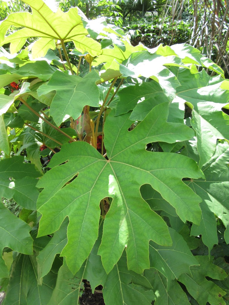 Tetrapanax