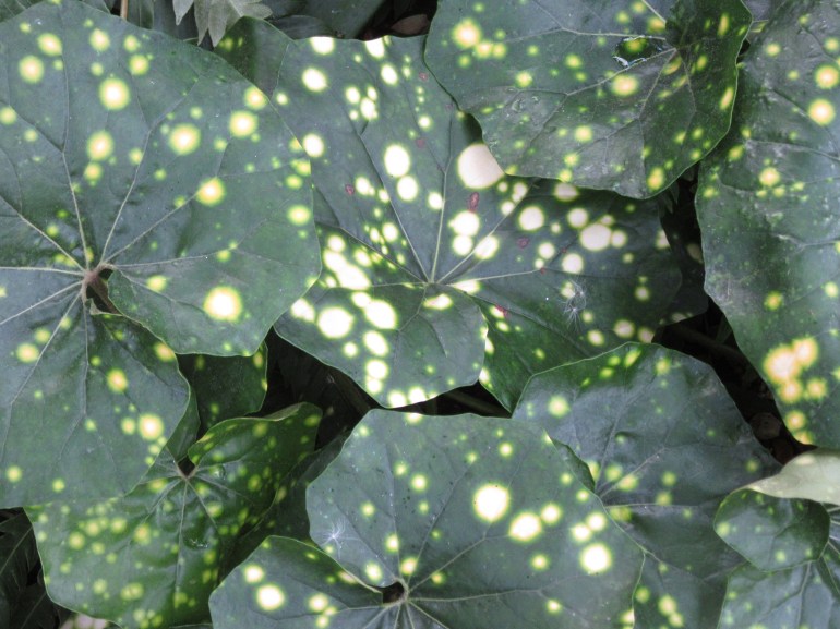 Farfugium japonicum Aureomaculatum