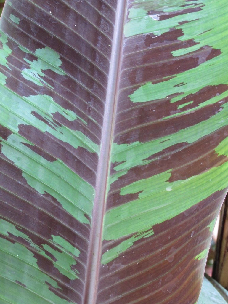 Musa acuminata Zebrina