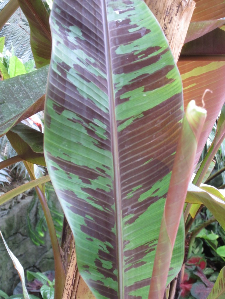 Musa acuminata Zebrina