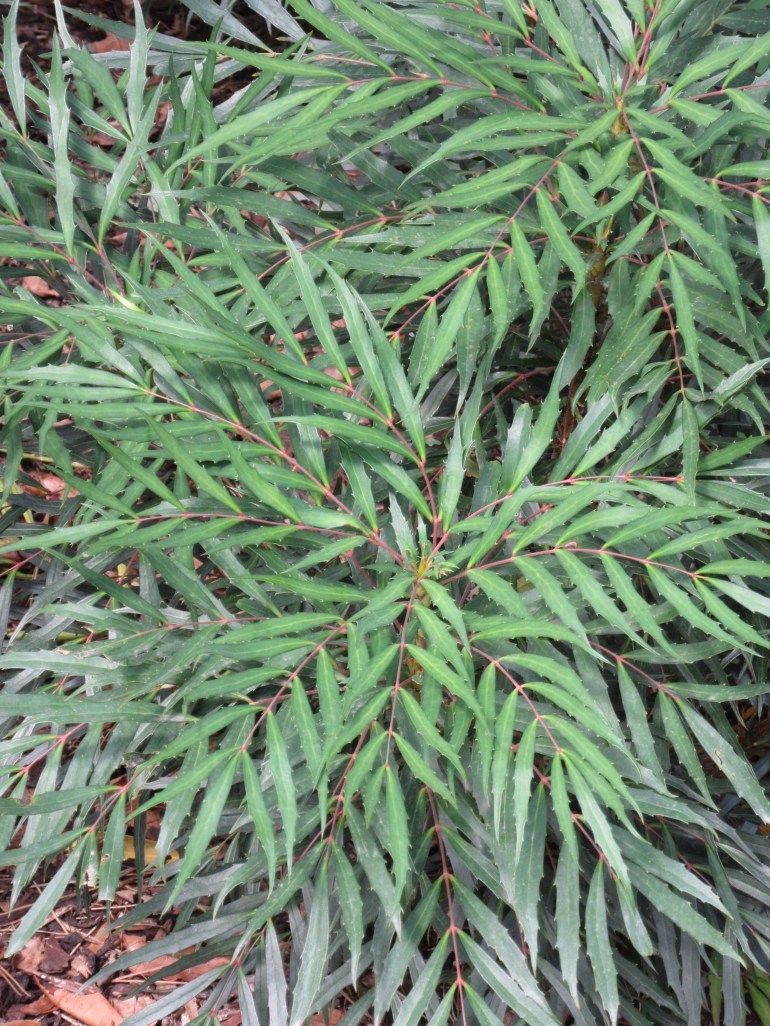 Mahonia eurybracteata Sweet Winter