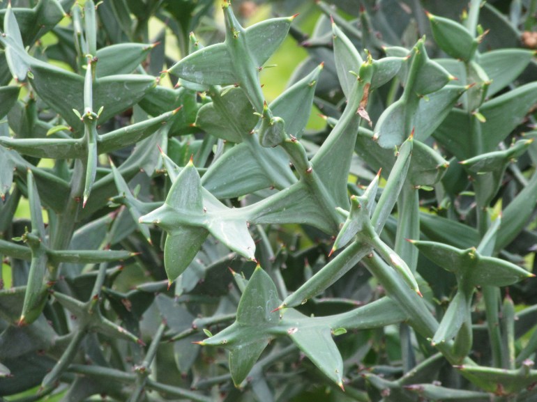 Colletia paradoxa