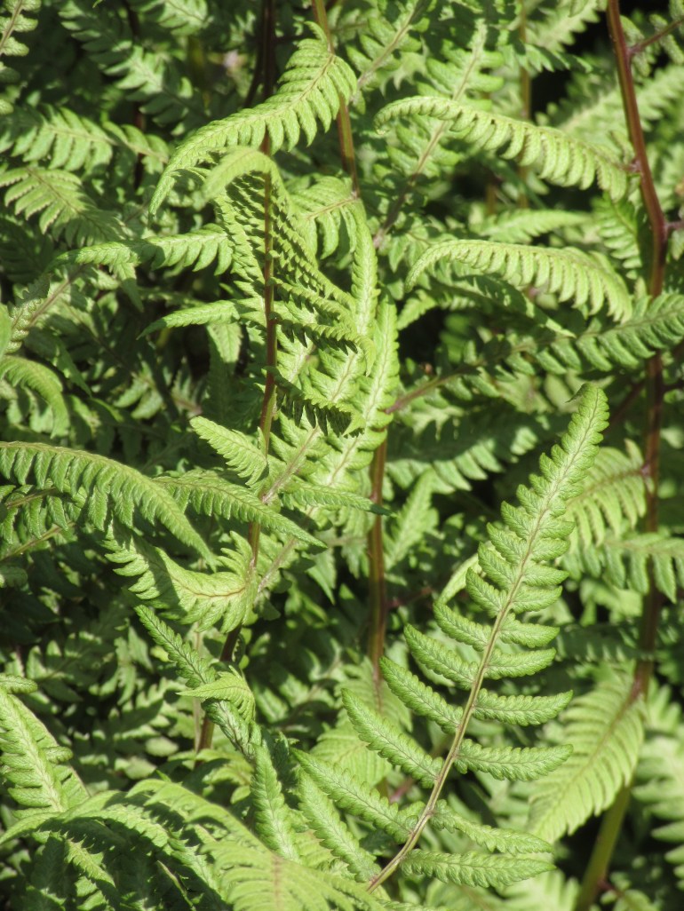 Athyrium Branford Beauty