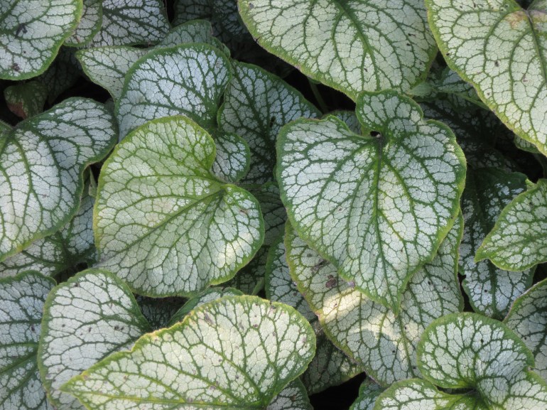 Brunnera macrophylla Jack Frost
