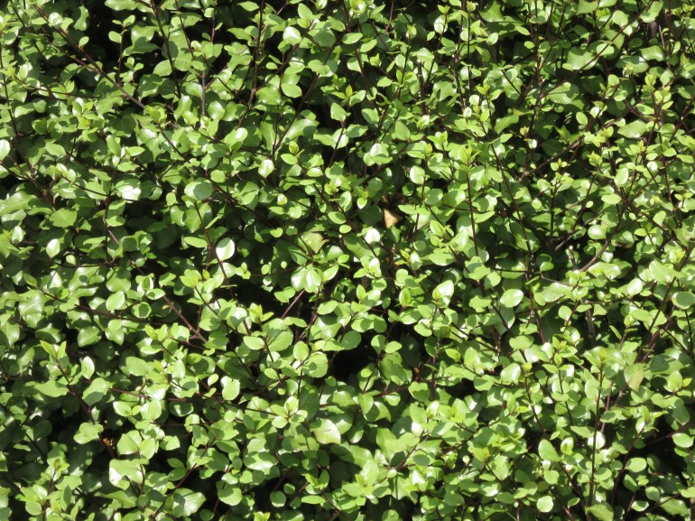 Piittosporum tenuifolium Silver Sheen