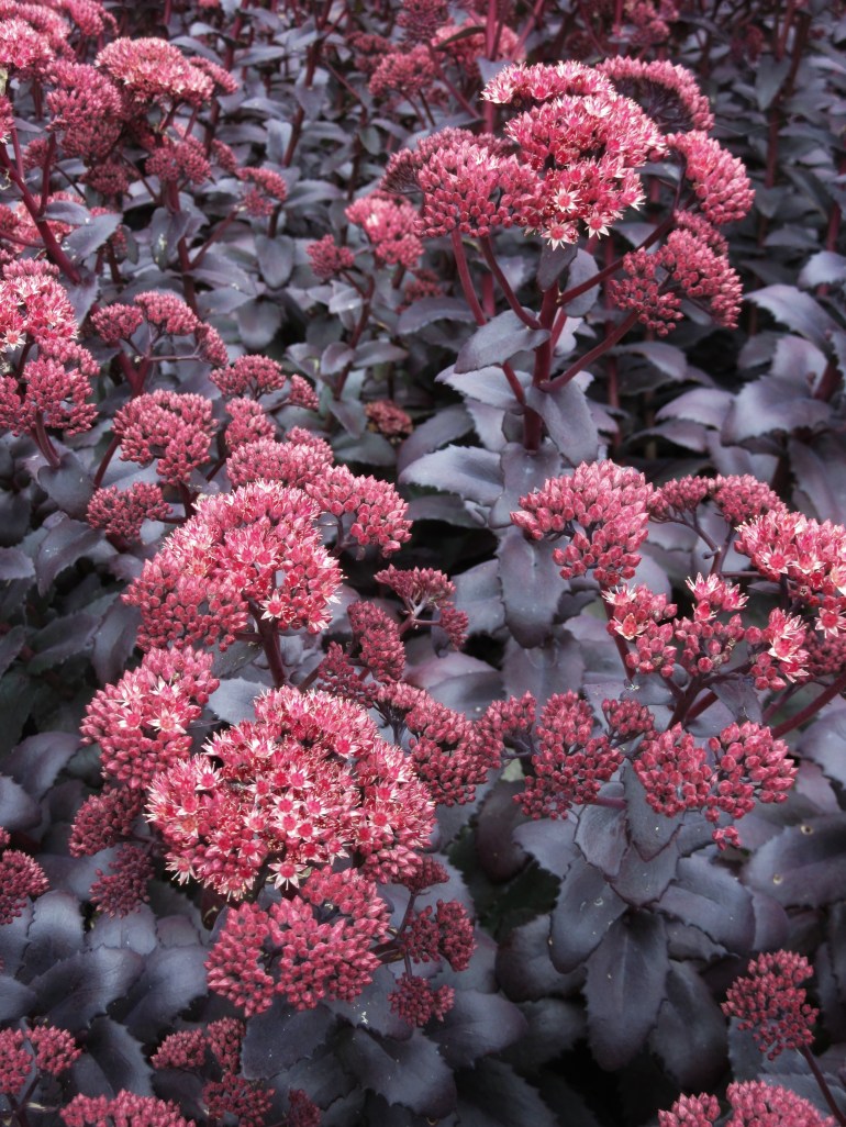 Sedum telephium Purple Emperor