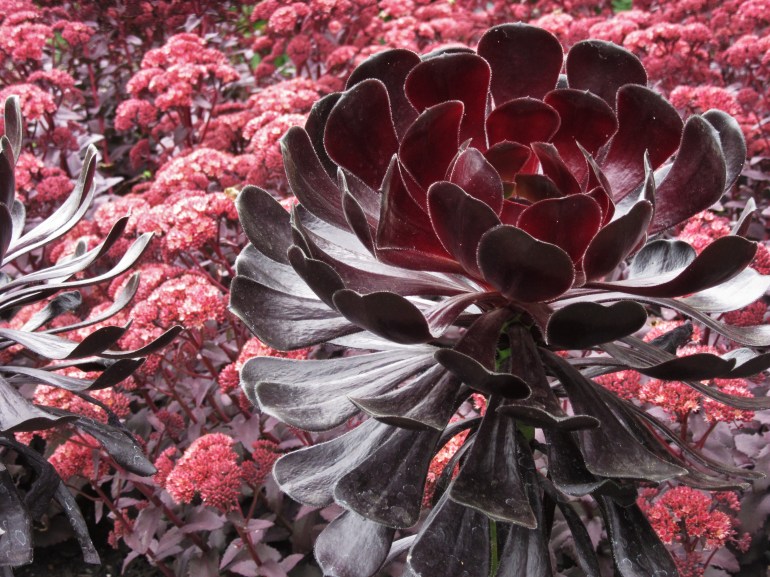 Sedum telephium Purple Emperor and Aeonium arboreum Atropurpureum