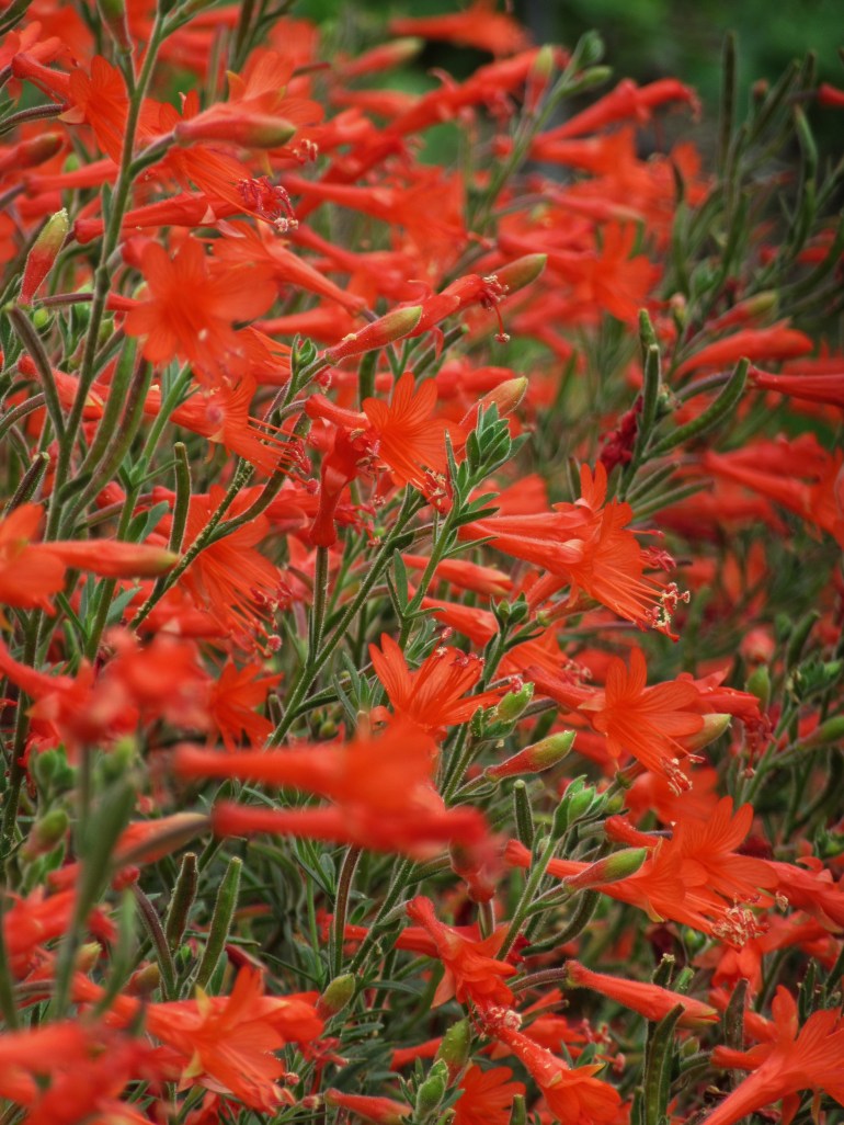 Zauschneria californica Dublin