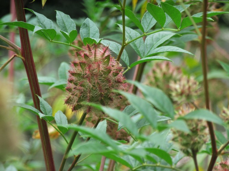 Glycyrriza yunnanensis