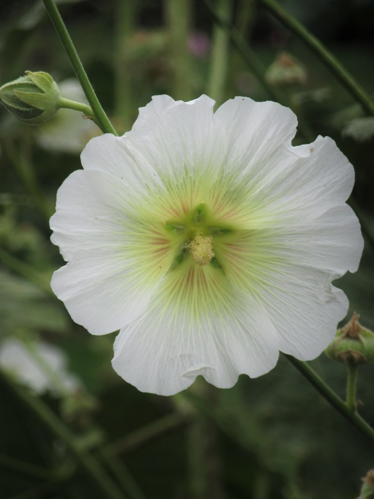 Alcea nudiflora