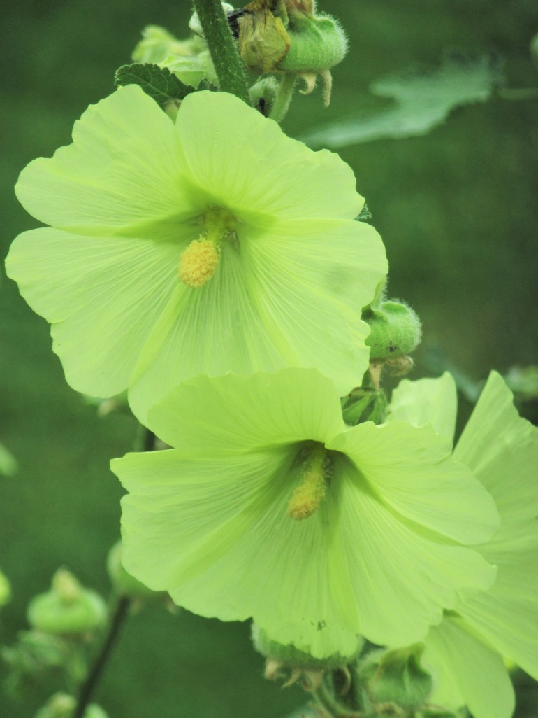 Alcea rugosa