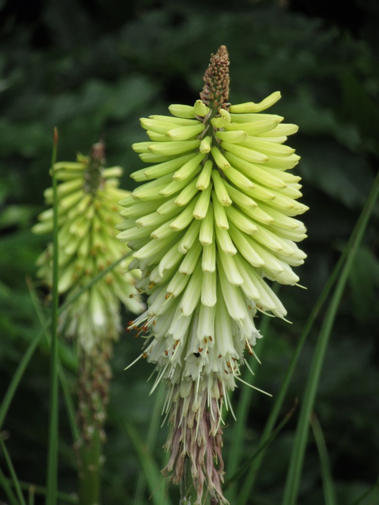 Kniphofia Ice Queen