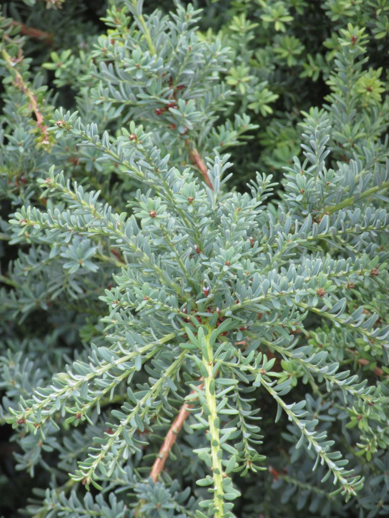Podocarpus lawrencii Blue Gem