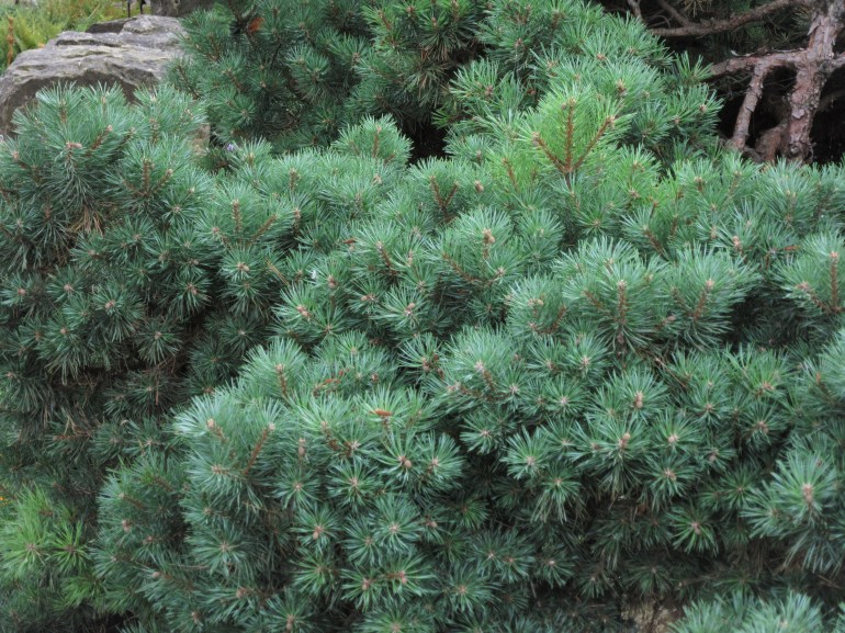 Pinus sylvestris beuvronensis