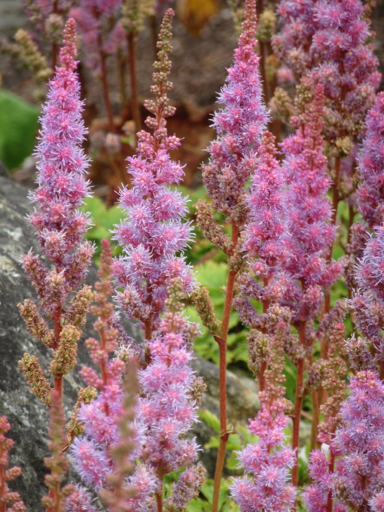 Astilbe chinensis