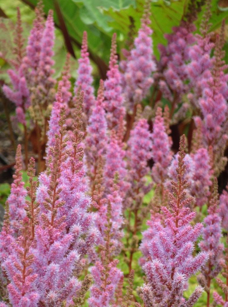 Astilbe chinensis