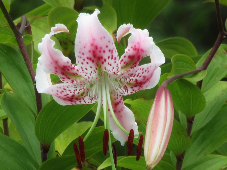 Lilium speciosum var speciosum