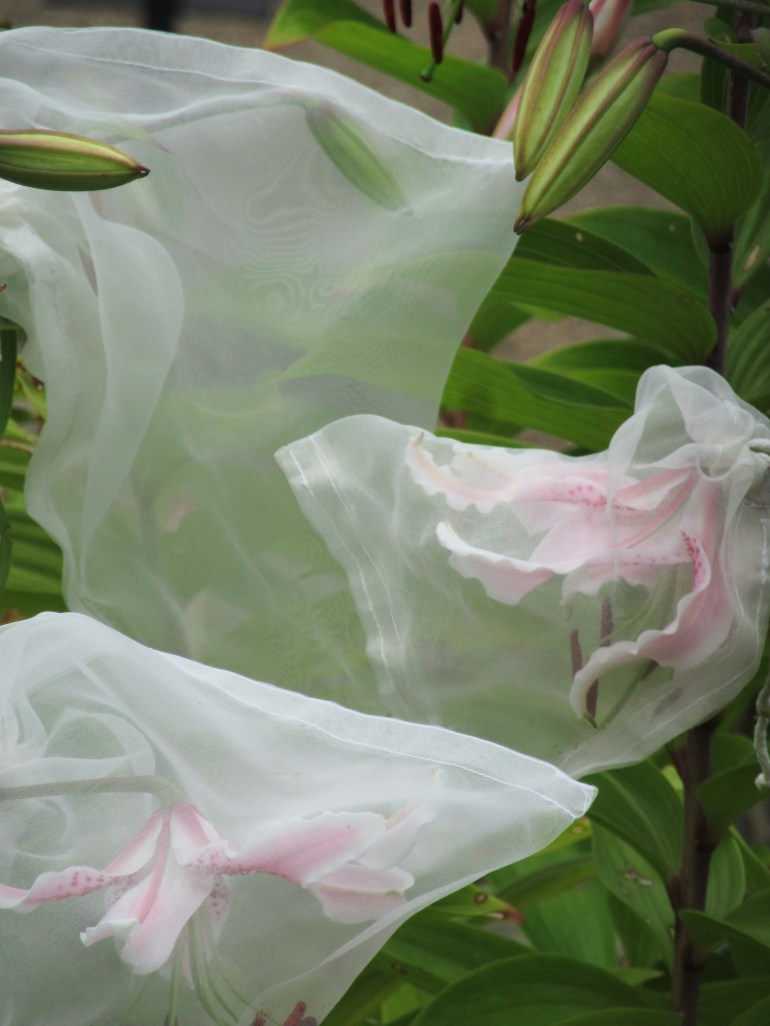 Bagged after pollination, Lilium speciosum