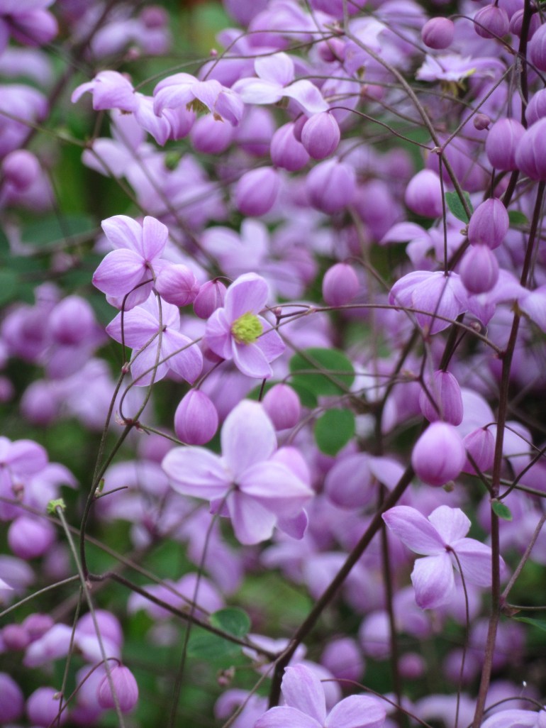 Thalictrum Splendide
