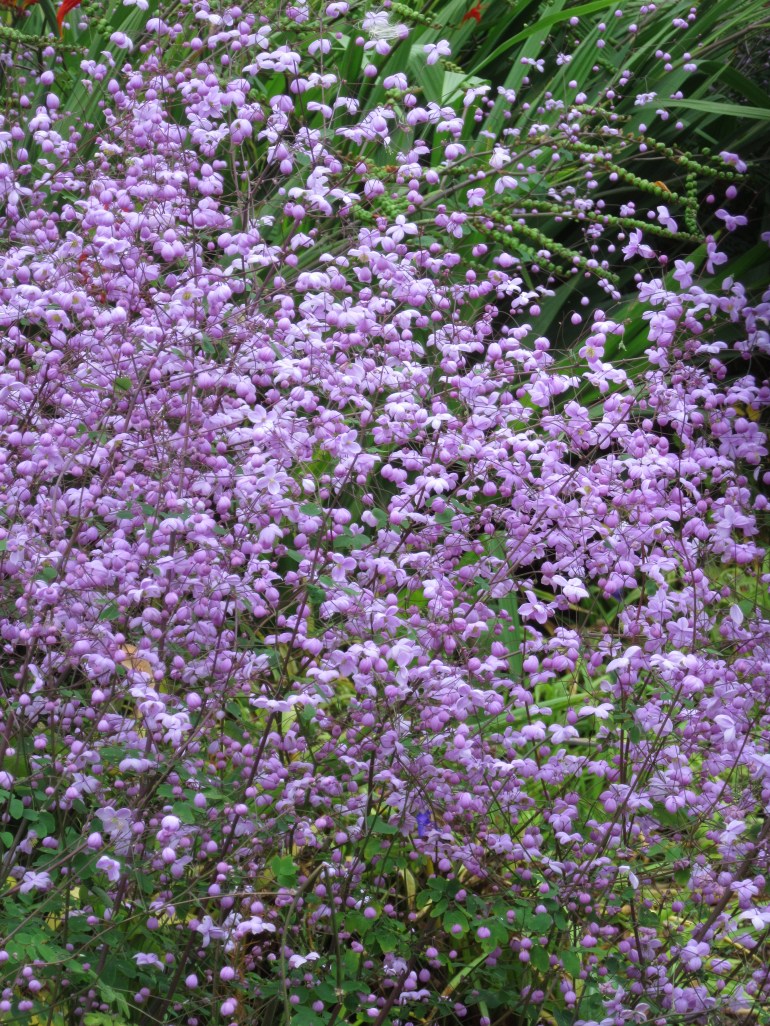 Thalictrum Splendide