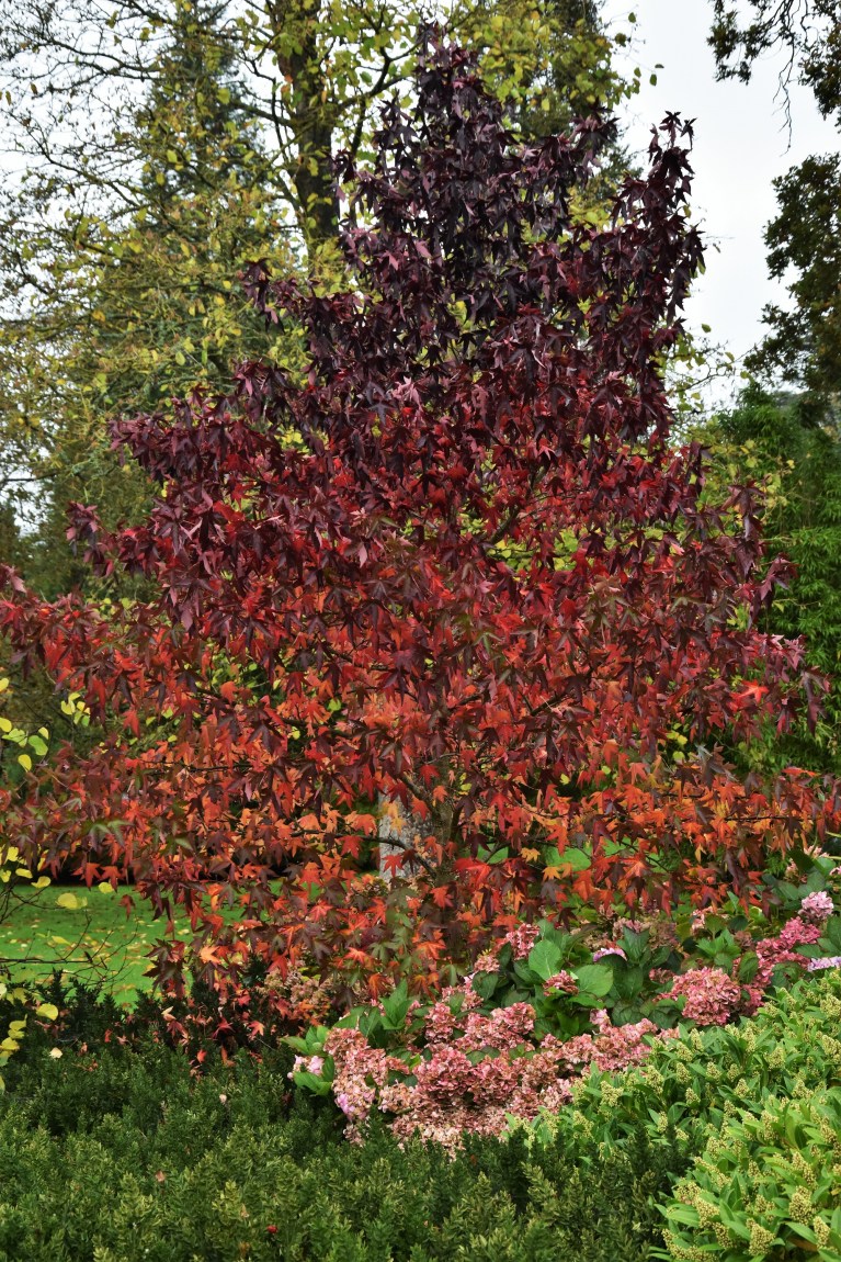 liquidamber hydrangea ruscus skimmia