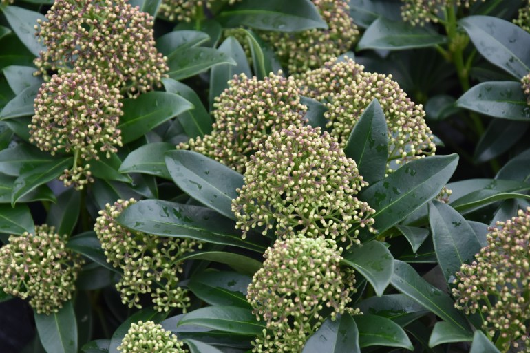 09SkimmiaFragrantCloud