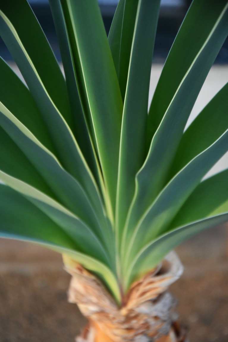 Boophone haemanthoides