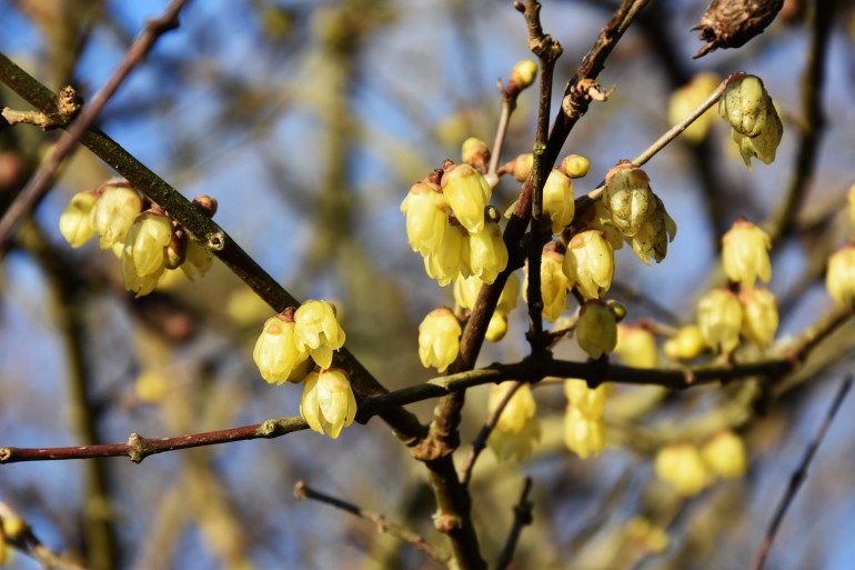 Chimonanthus praecox Luteus