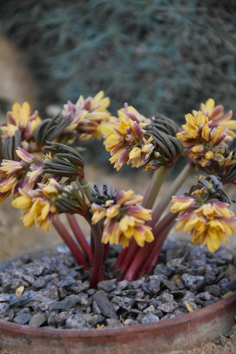 Gymnospermium caudata