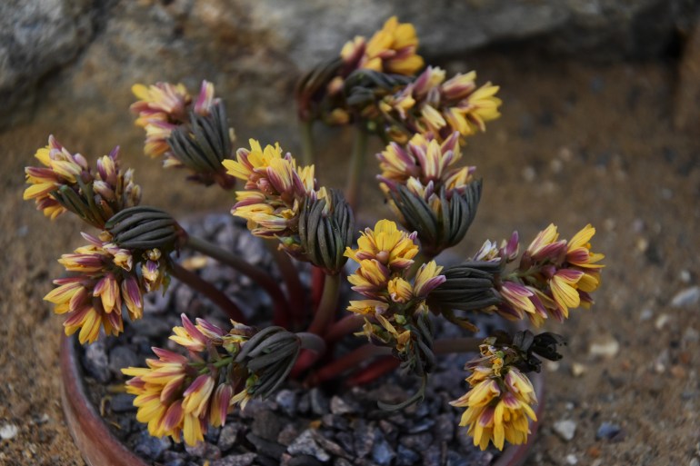 Gymnospermium albertii