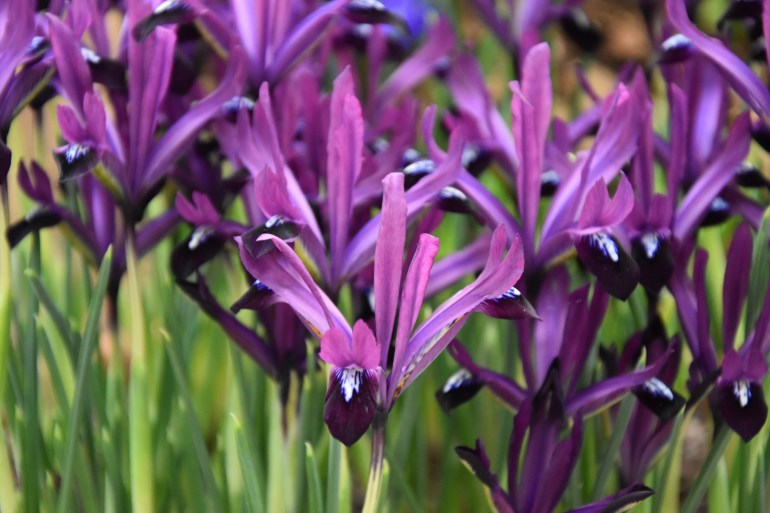 A timely guide to spring-flowering bulbs – choices, tips, techniques ...